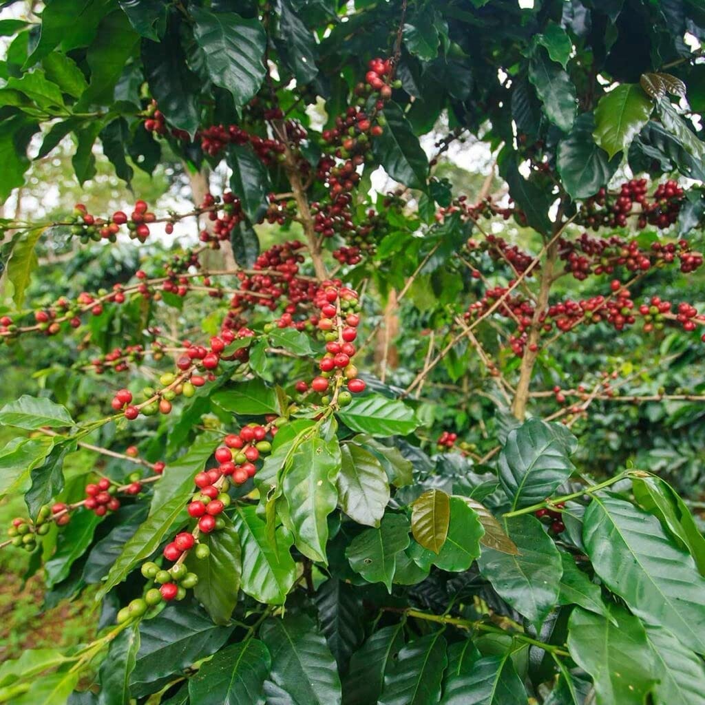Coffee Seeds for Planting - 20 Seeds to Grow Coffee Beans, Coffea arabica- Great Exotic Indoor Houseplant