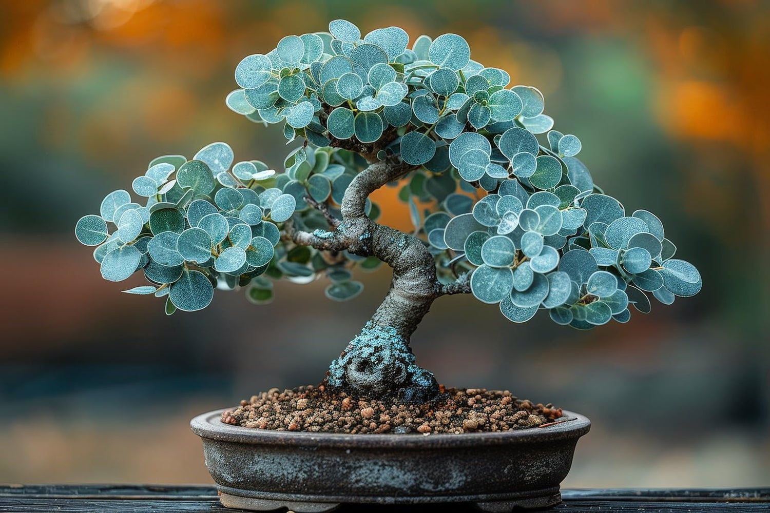 Silver Dollar Eucalyptus Bonsai Tree Seeds for Growing (30 Seeds)
