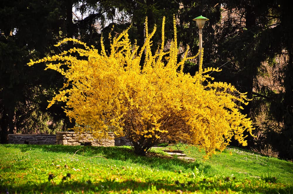 Weeping Forsythia Bush Seeds for Planting (50 Seeds) - Forsythia suspensa - Stunning Yellow Blooms
