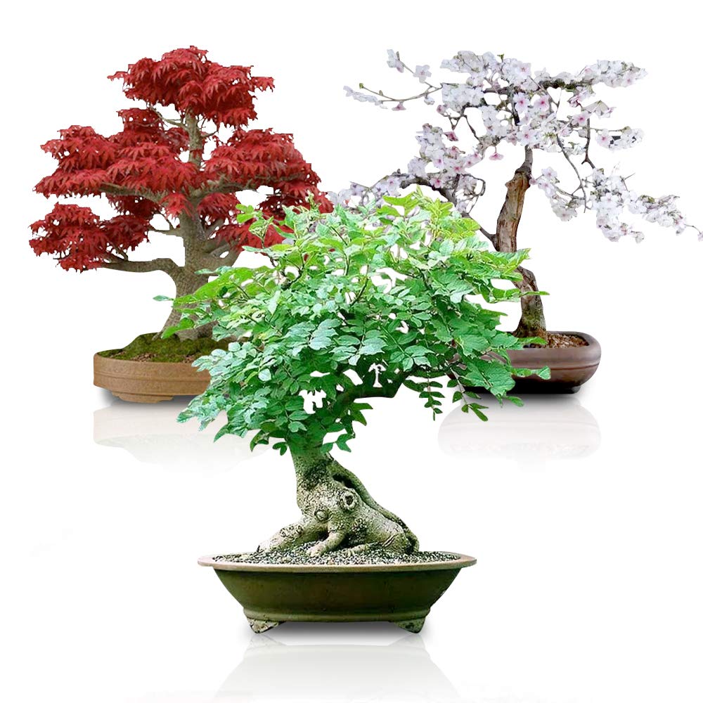 Bonsai Seed Bundle 