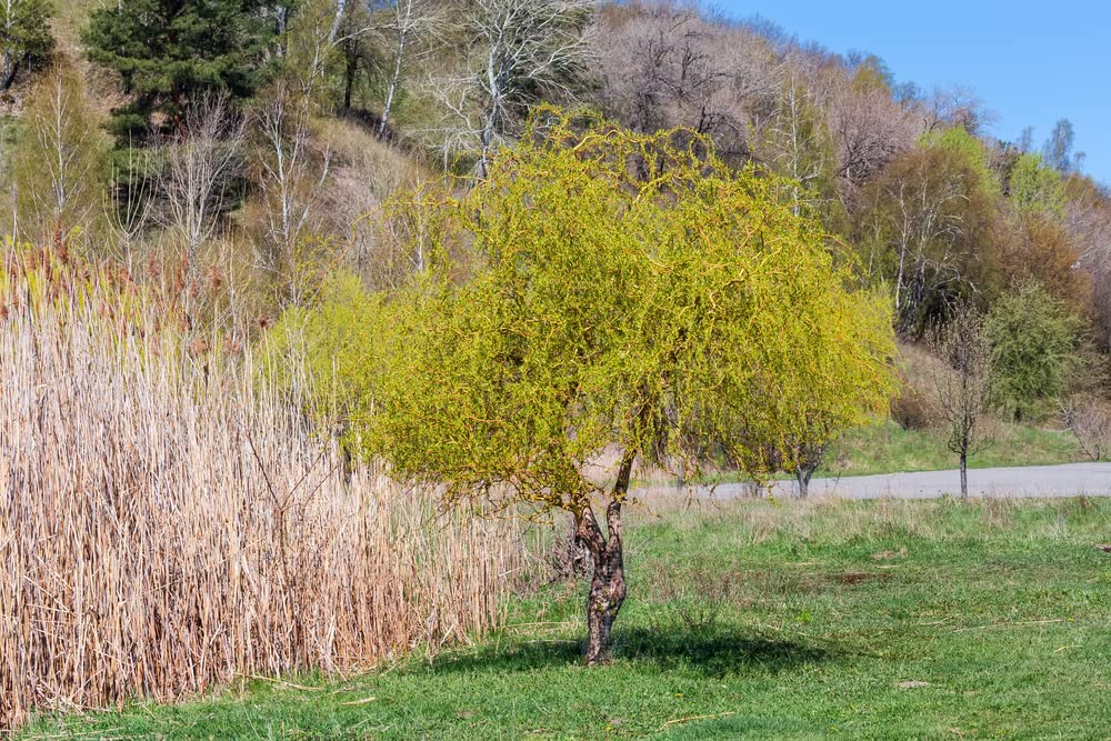 Gold Curly Willow Trees - Fast Growing Attractive Good Luck Trees - East to Grow Landscape, Garden or Yard Trees.