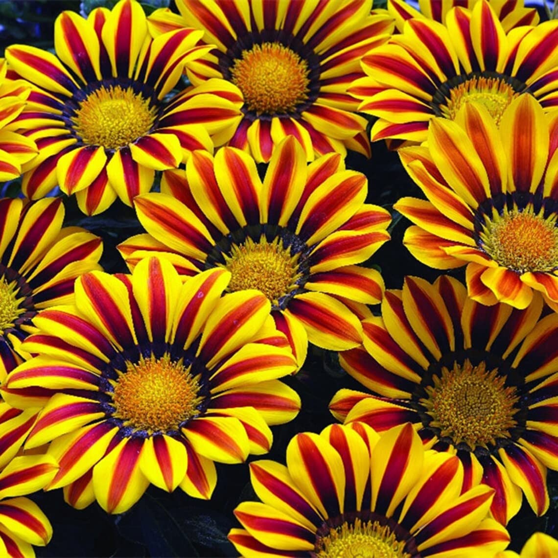 Red and Yellow Gazania Flower Seeds to Grow - Made in USA, Ships from Iowa - Great with Marigold or Roses. Gazinga Seeds
