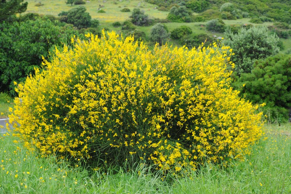 Scotch Broom Seeds for Planting (30 Seeds) Vibrant Yellow Blooms, Great for Privacy and Landscaping - Cytisus scoparius