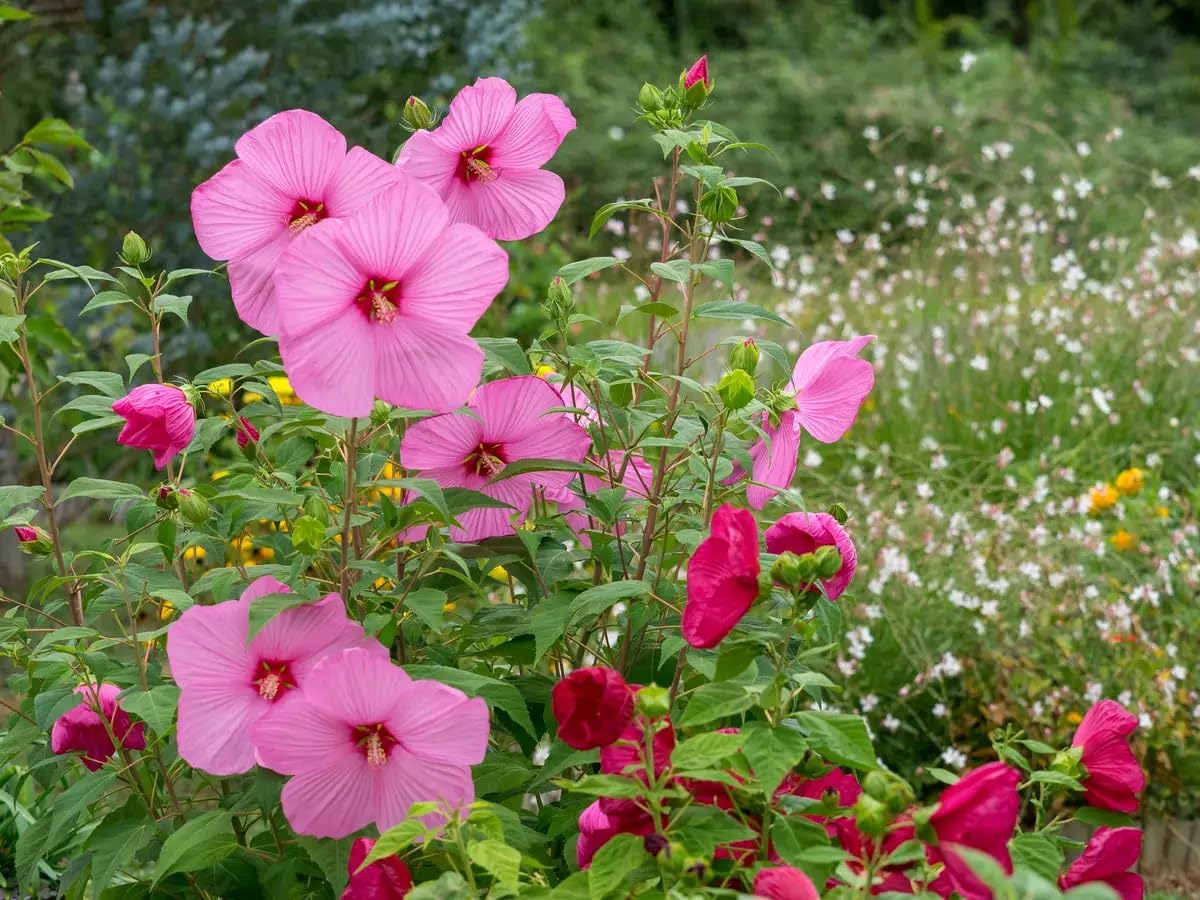 Rose Mallow Seeds for Planting (50 Seeds) - Swamp Rosemallow, Marshmallow - Hibiscus moscheutos