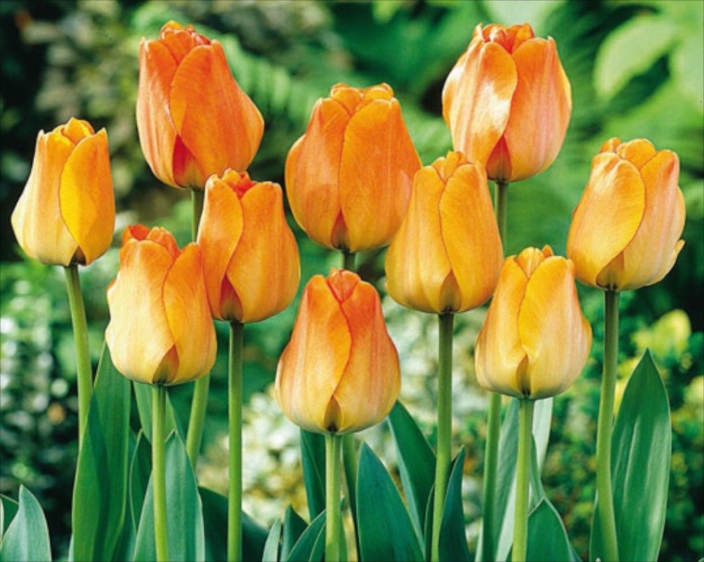 10 Tulip Bulbs, Daydream" Mid Season (12/+cm) Now Shipping !