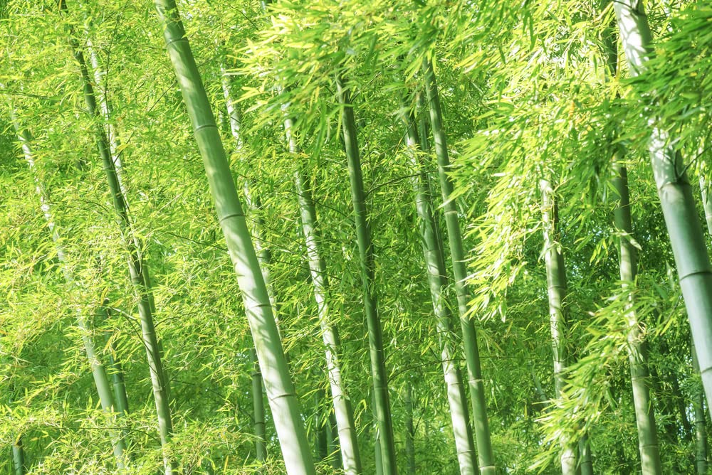 Japanese Giant Timber Bamboo Seeds for Planting - 100+ Seeds - Grow a Fast Bamboo Forest - Ships from Iowa