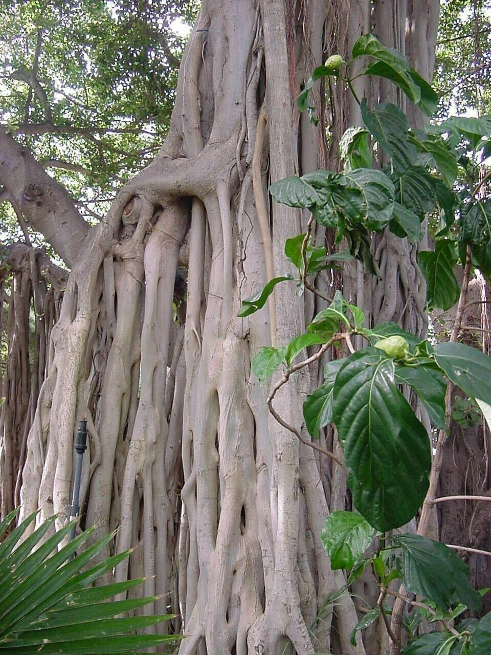 Ficus Benghalensis Tree Seeds Ornamental Tropical Plant Ornamental Banyan Fig jocad (10 Seeds)