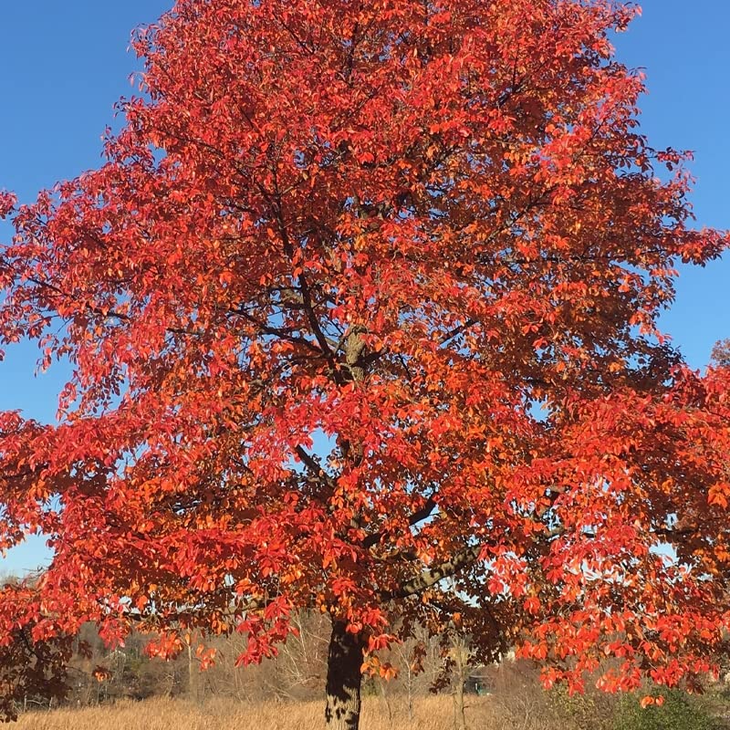 Blackgum Tree Seeds for Planting (30 Seeds) - Nyssa sylvatica