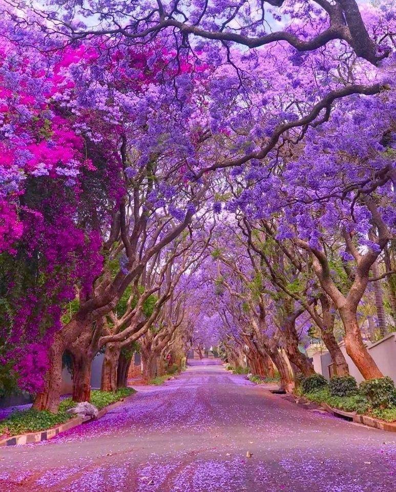 Blue Jacaranda Tree Seeds (30 Pack)