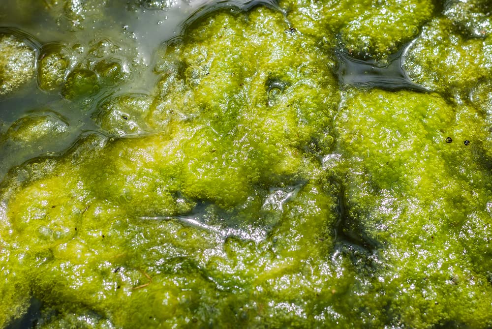 CZ Grain Pond Moss