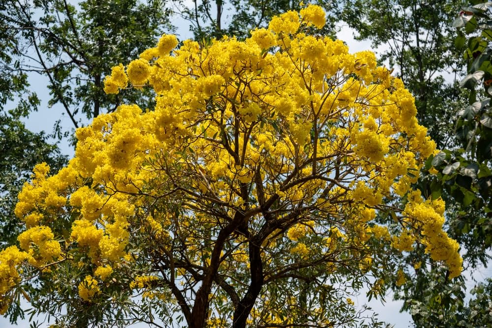 20 Golden Trumpet Tree Seeds for Planting - Tabebuia chrysantha