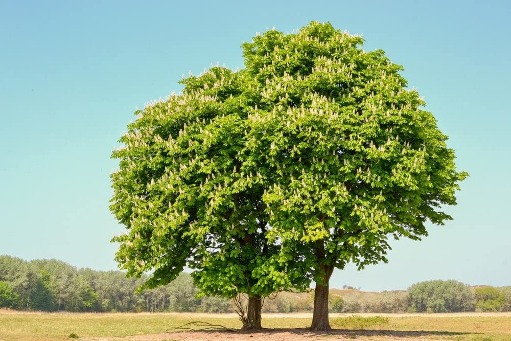 Chestnut Oak Tree Seedlings for Planting | 1-2 Feet Tall Live Tree Plants