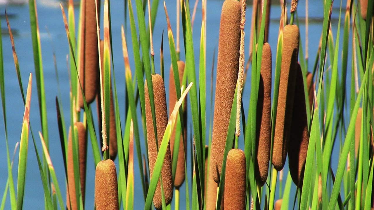 Cattail Seeds for Planting - 2,000+ Seeds - Attractive Aquatic Plant