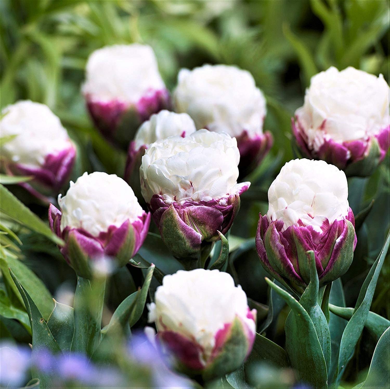 Ice Cream Tulip Bulbs - Double Peony Tulips, Exotic Live Plants, Ships from Iowa, USA