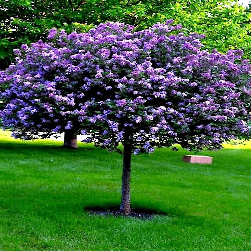 Common Lilac Seeds for Planting - 40 Seeds - Stunning Purple Flowers, Great for Landscaping or Bonsai Specimen