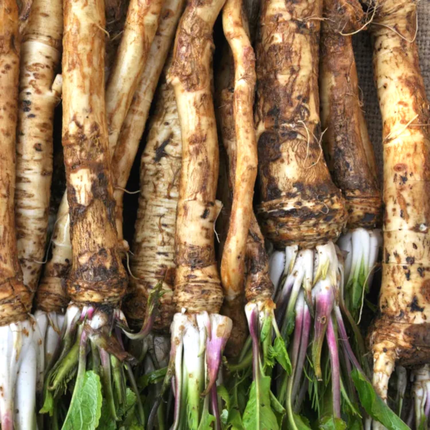 Horseradish Roots for Planting - Grow Big Top Horseradish - Horseradish Crowns Garden Plant, Large Roots