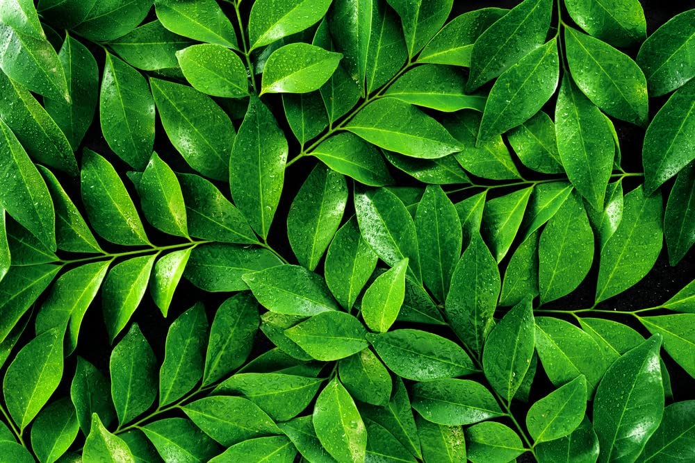 Tea Plant Seeds for Planting - 6 Seeds of Camellia Sinensis Herb Seeds - Made in USA, Ships from Iowa. Tea Tree