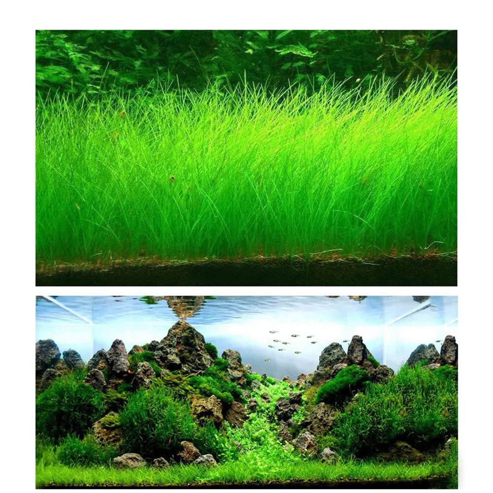 2 Pack Aquarium Grass Plants Seeds Water Plant Seeds, 0.35oz/Pack Water Grass Seed for Fish Tank Decoration, Creates Lush Green Carpet Plant