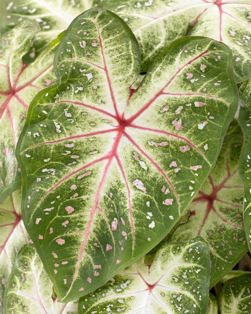 Galaxy Caladium Bulbs for Planting - Perennial Hosta, Elephant Ears, Fancy