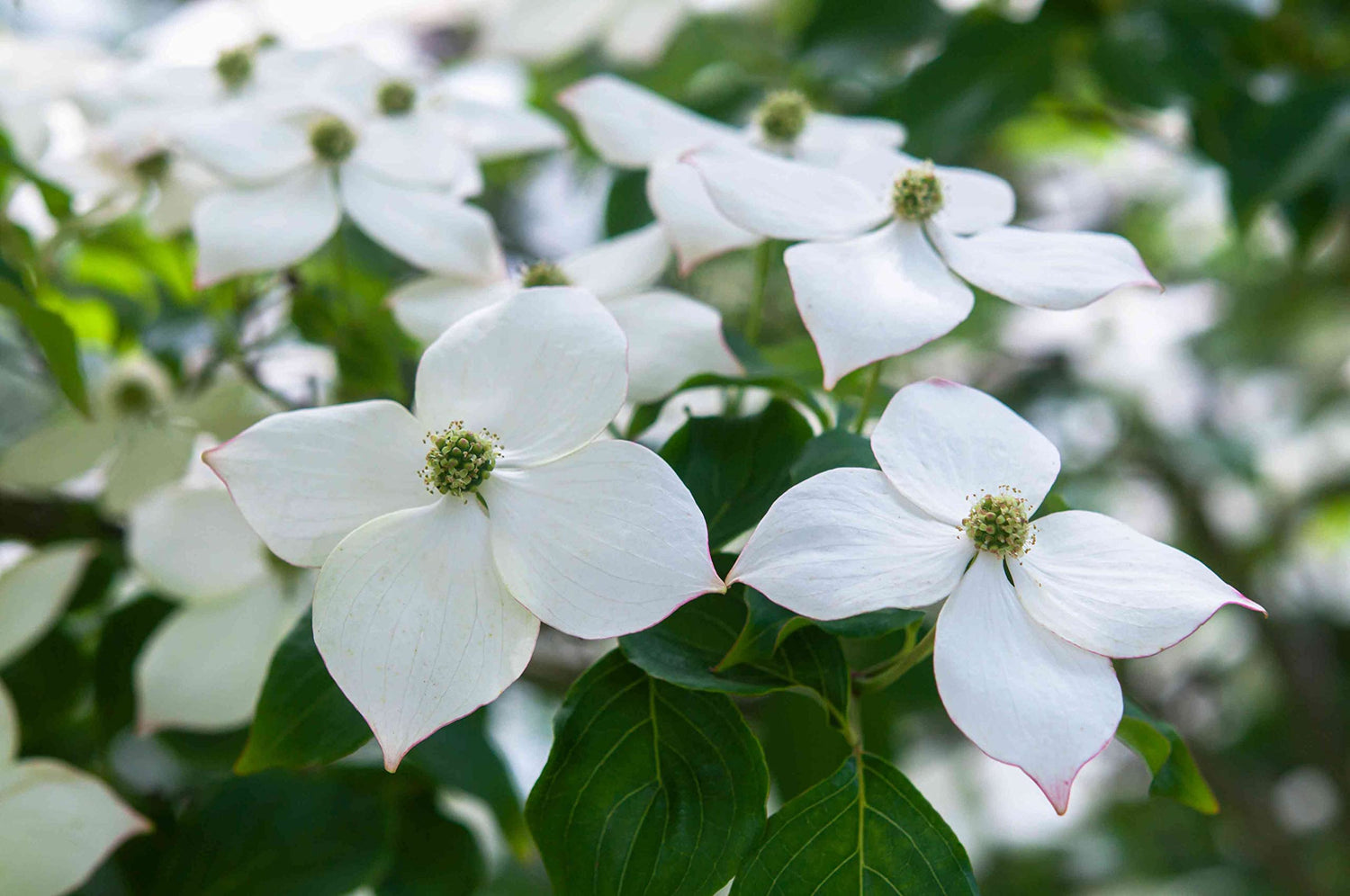Flowering Kousa Dogwood Seeds for Planting - 40 Seeds - Cornus kousa