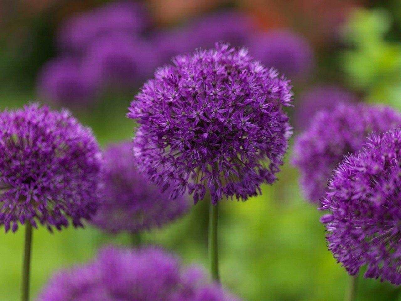 5 Dark Purple Allium Bulbs - Blooming Onion, Perennial Garden Flower - Fall Bulbs That Make Giant Round Purple Flowers