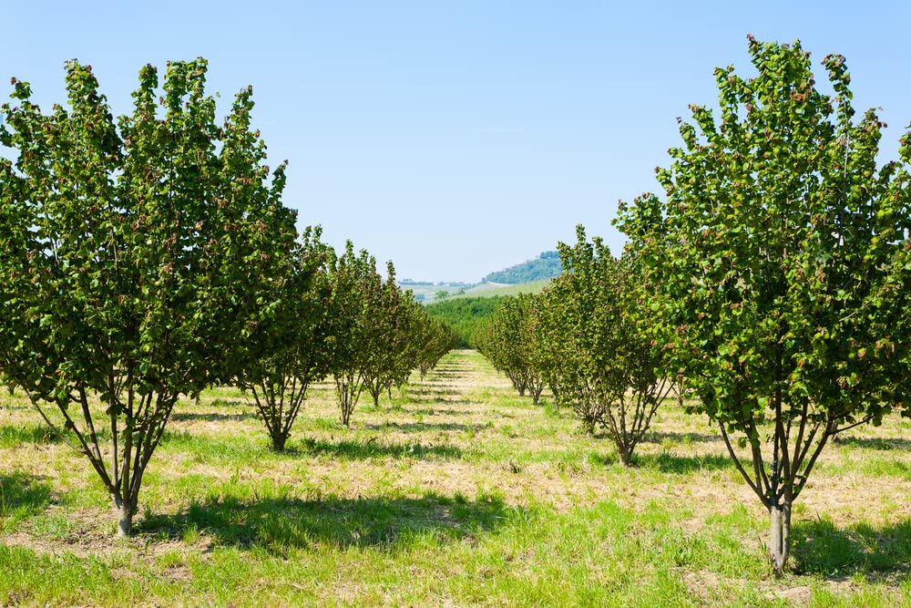 10 American Hazelnut Tree Seeds for Planting - Corylus Americana - Ships from Iowa, USA