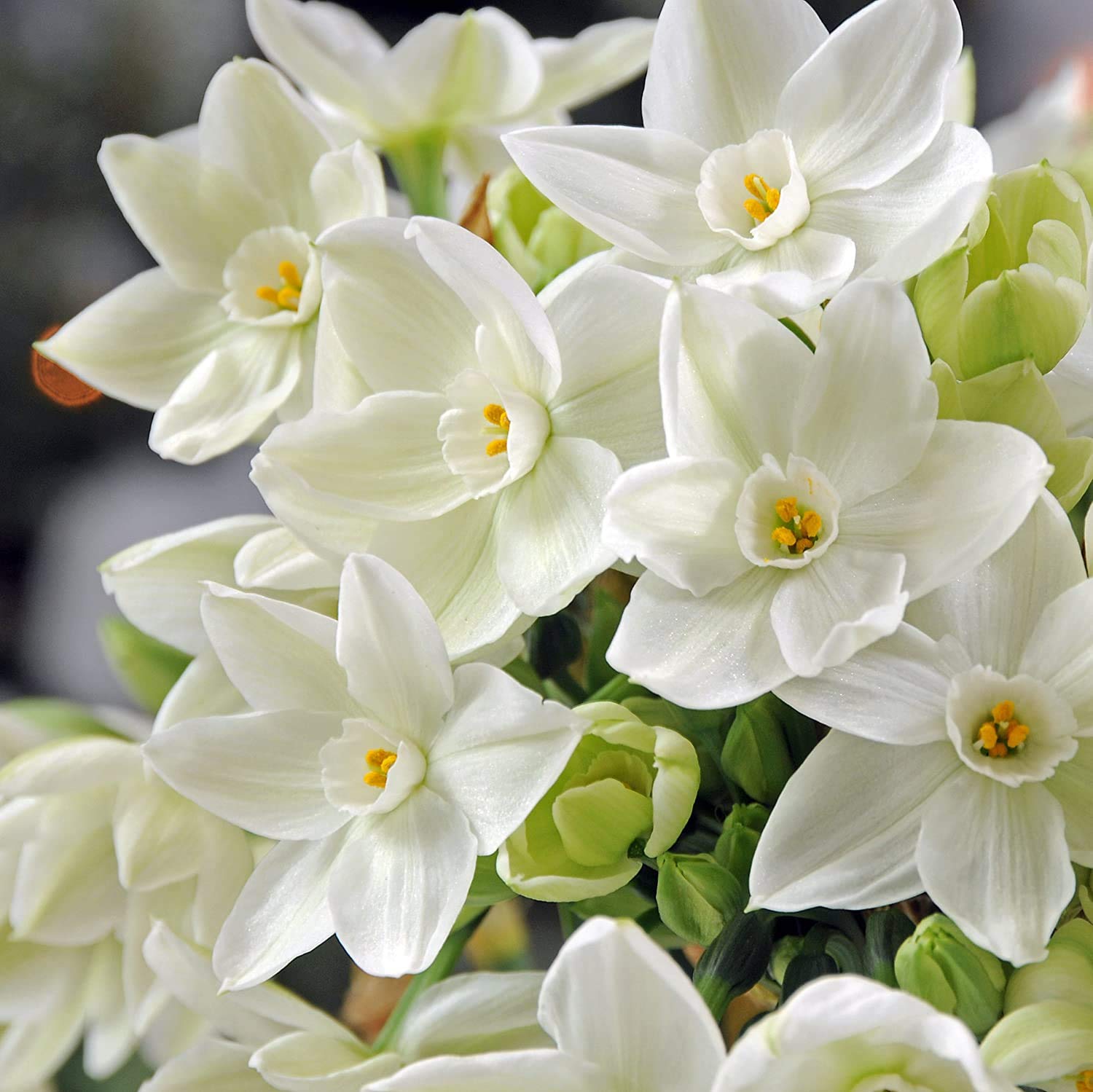 10 Ziva Paperwhite Bulbs - Fast Flowering Indoor Blooms - Largest Bulbs Available - Paperwhite Bulbs for Forcing Indoors, Bonsai Plant
