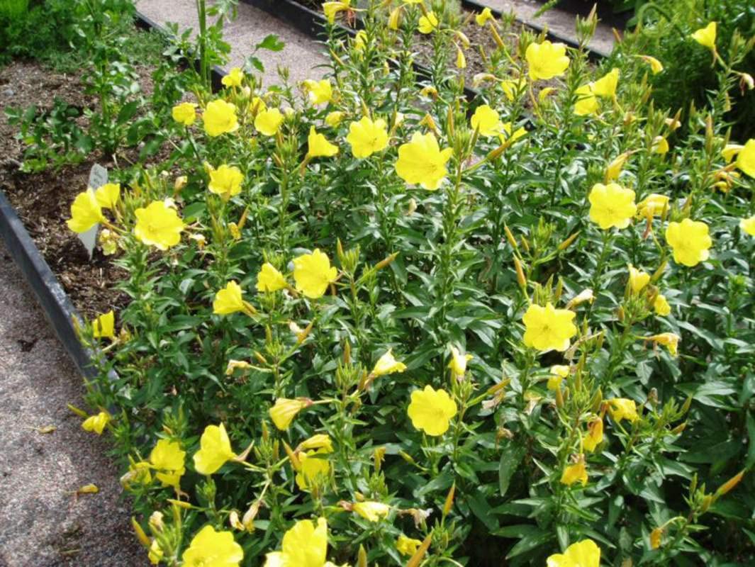 Evening Primrose Seeds for Planting - 100 Seeds