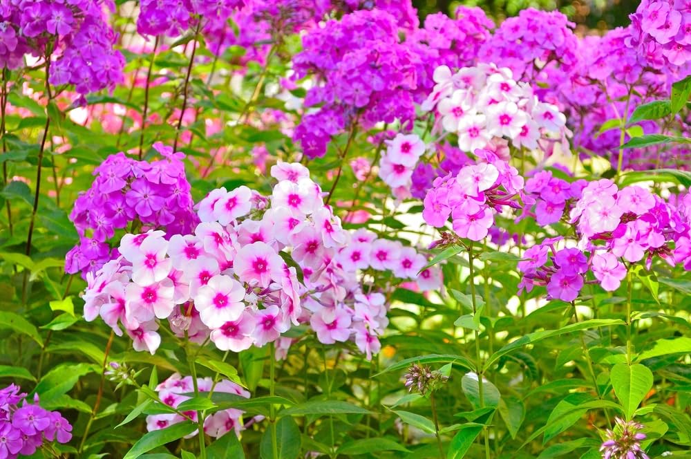 Phlox Flower Plant Seedlings, Stunning Perennial Phlox is a Garden or Container Favorite - Ready to Plant, Not Seeds