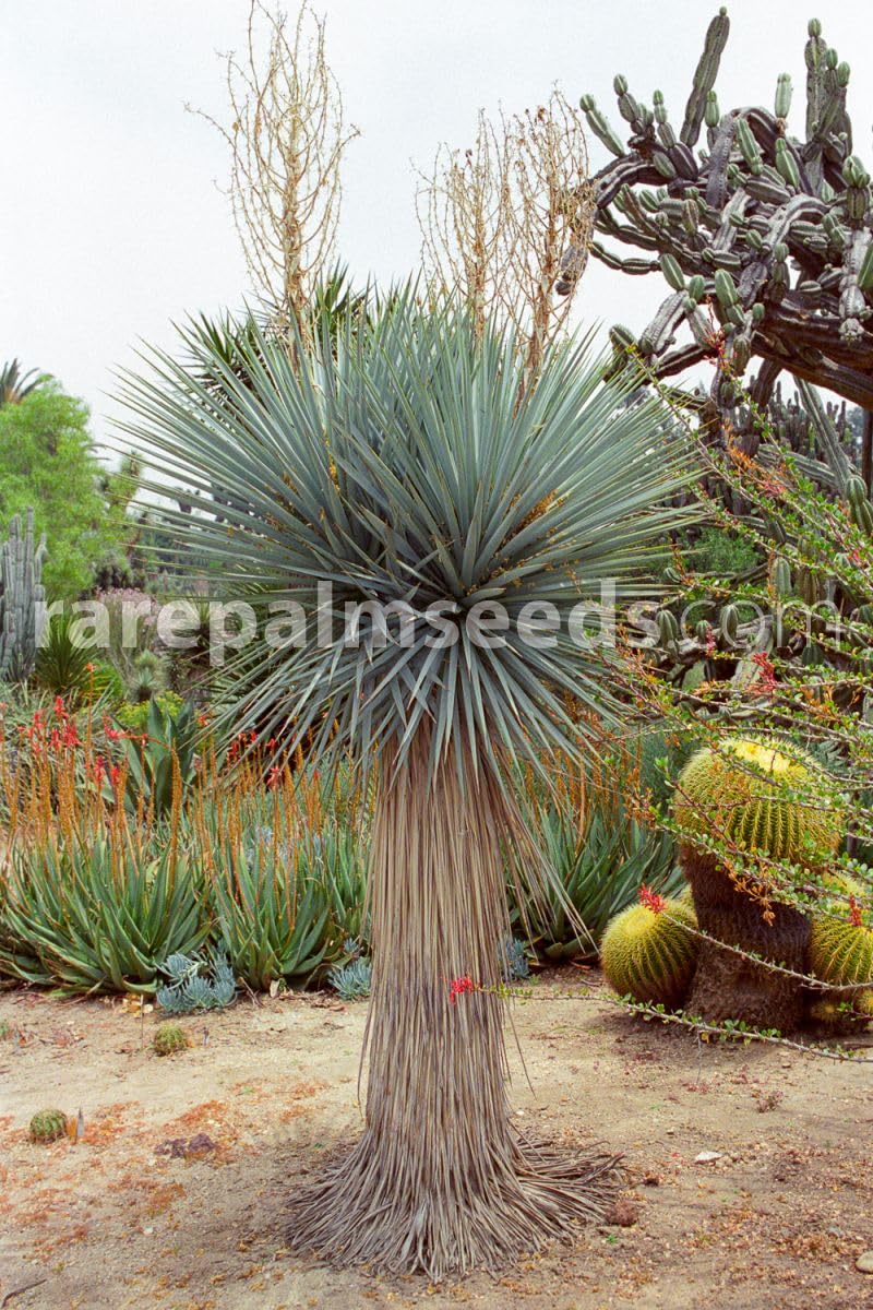 Blue Yucca Tree Seeds for Planting (10 Seeds) - Yucca rigida