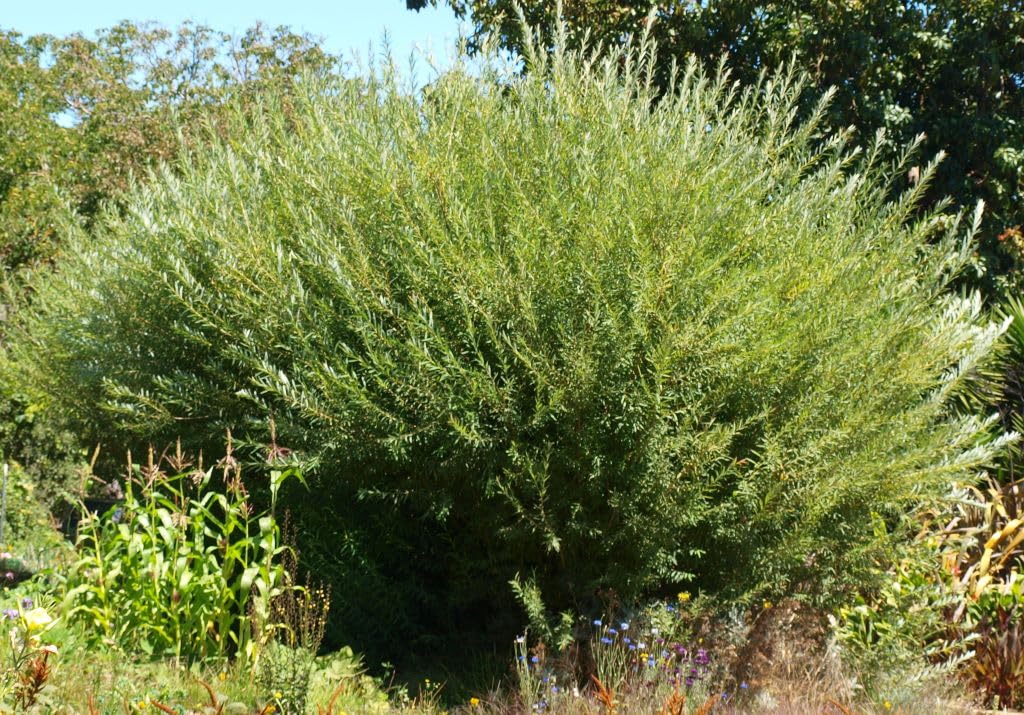 Willow Bush Cuttings for Planting - Low Growing Dense Growth - Great for a Privacy Hedge and Sound Barrier - Salix viminalis, Osier Willow