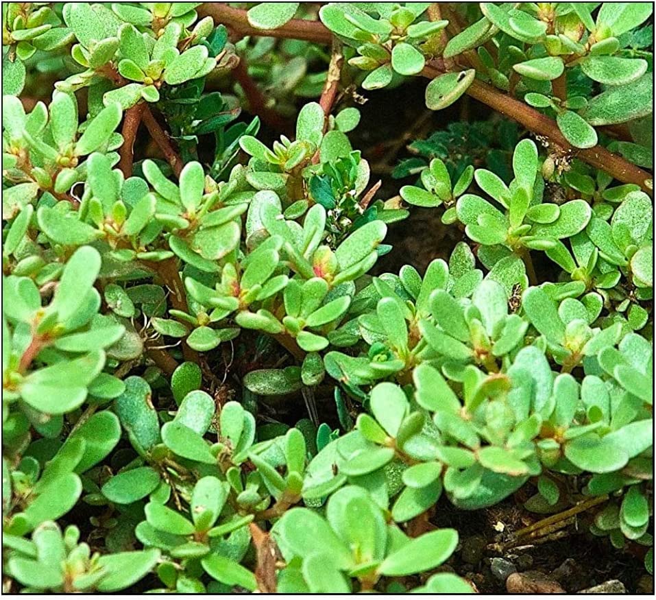 1,000+ Purslane Seeds Green | Non-GMO | Fresh Garden Seeds | Portulaca oleracea