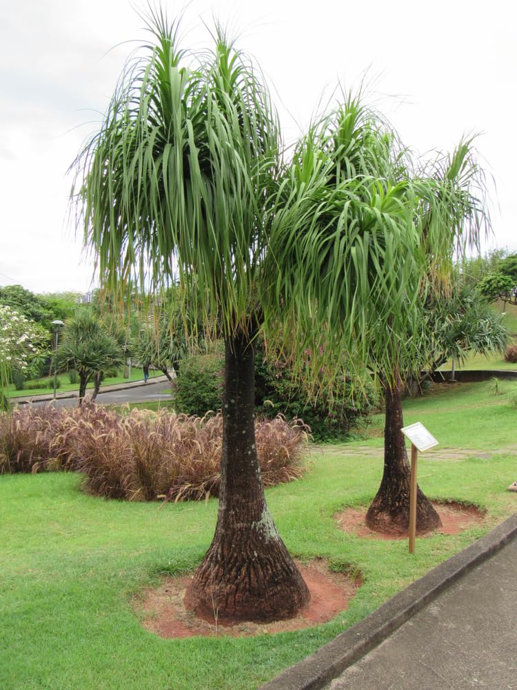 10 Ponytail Palm Seeds for Planting - Beaucarnea Recurvata - Excellent Indoor Plant
