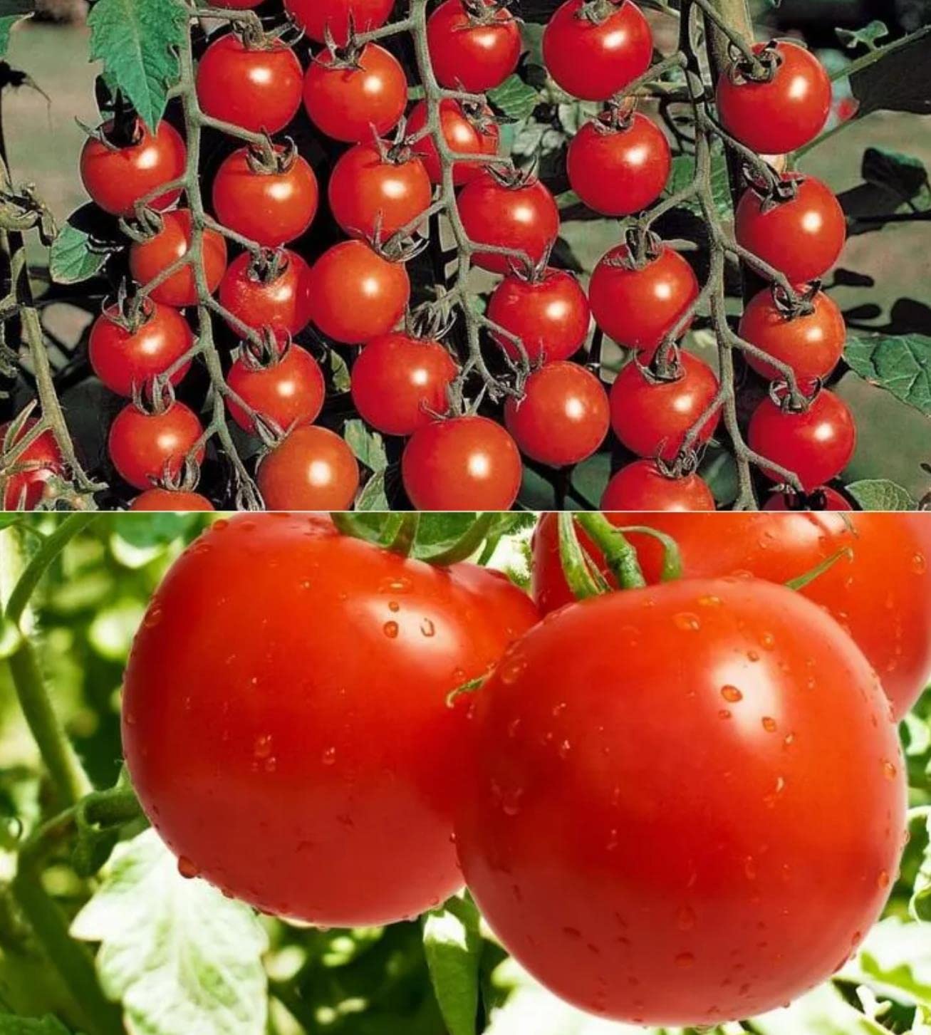 320+ Cherry Tomato Seeds for Planting1