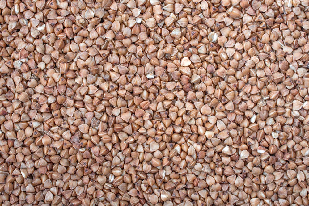 Buckwheat Seeds for Planting - Cover Crop, Grain, Bee Pasture, Pollinator, Wildlife Seed
