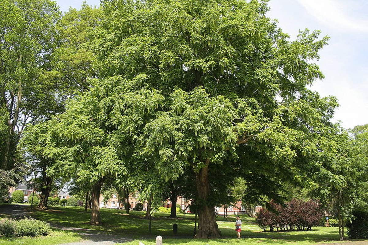 Wingnut Tree Seeds - 10 Seeds - Pterocarya fraxinifolia