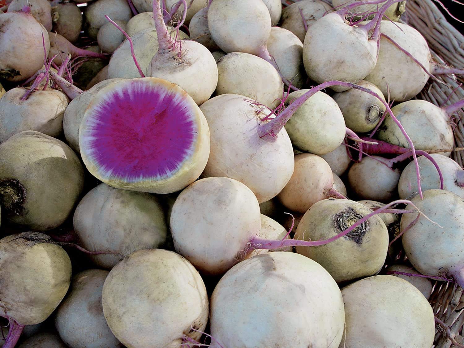 Watermelon Radish Seeds for Planting - 250+ Seeds - Exotic Vegetable Seeds