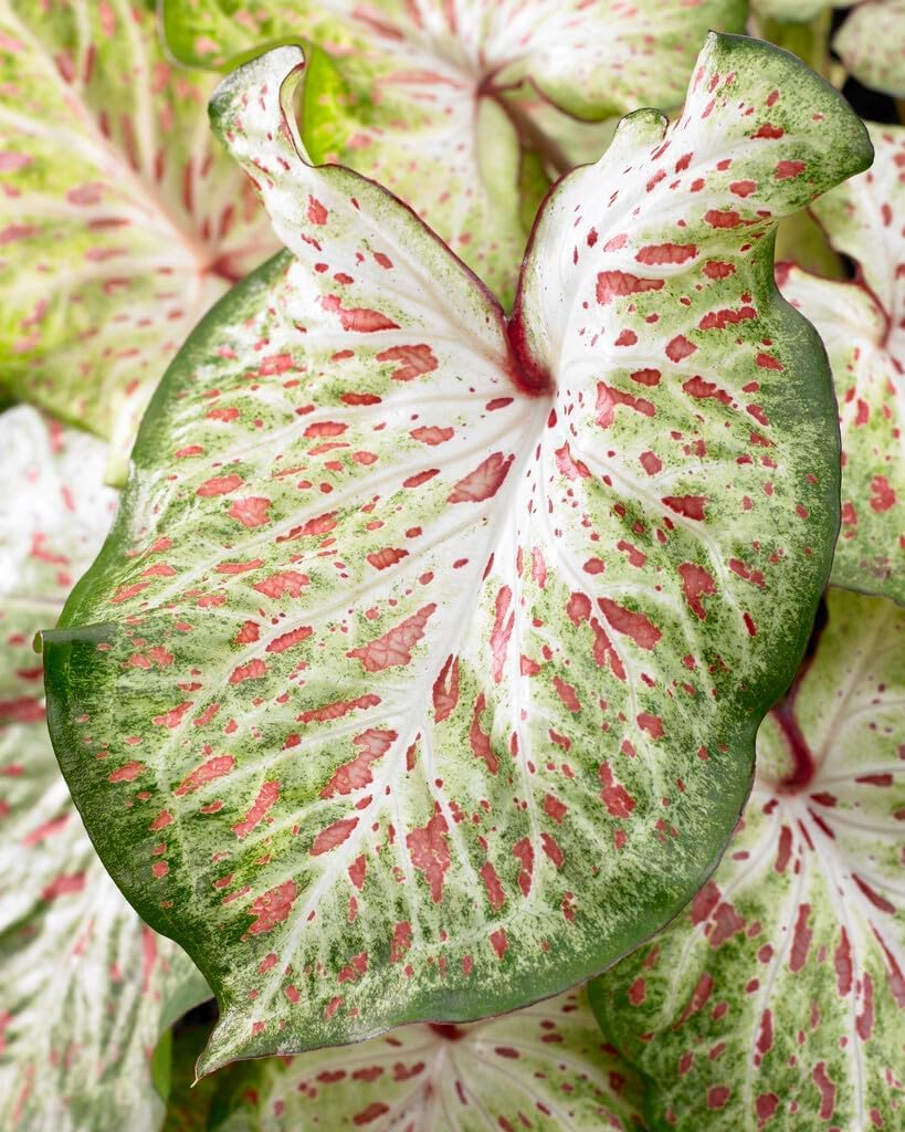 10 Gingerland Caladium Bulbs for Planting - Perennial Hosta, Elephant Ears, Fancy (10 Bulbs)