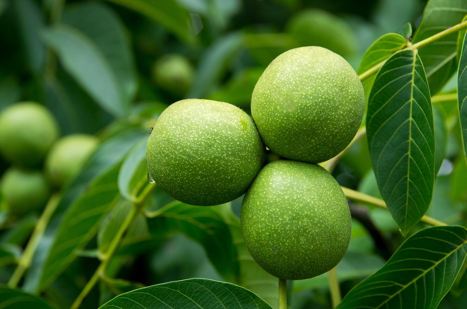 Bulk Black Walnut Tree Live Plant | Live Fruit Bearing Tree Seedlings - Make a Walnut Forest, Wood is Highly Valued, 30 Years to Harvest