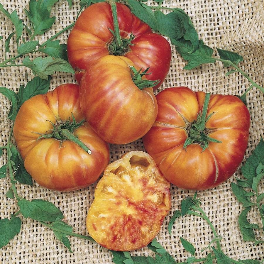 Big Striped Rainbow Tomato Seeds - 100+ Seeds to Grow - Grow Exotic Tasty Tomato's - Non-GMO