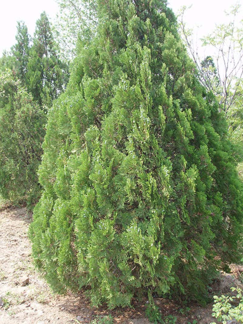 40 Oriental Arborvitae Tree Seeds for Planting - Platycladus orientalis
