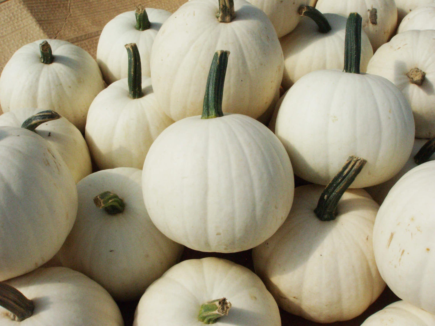 10 Snowball Pumpkin Seeds for Planting - 2 Pound White Pumpkins