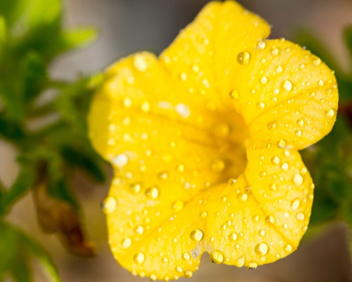 25 Seeds of Esperanza Seeds Yellow Bells Yellow Trumpetbush Yellow Elder Tecoma stans