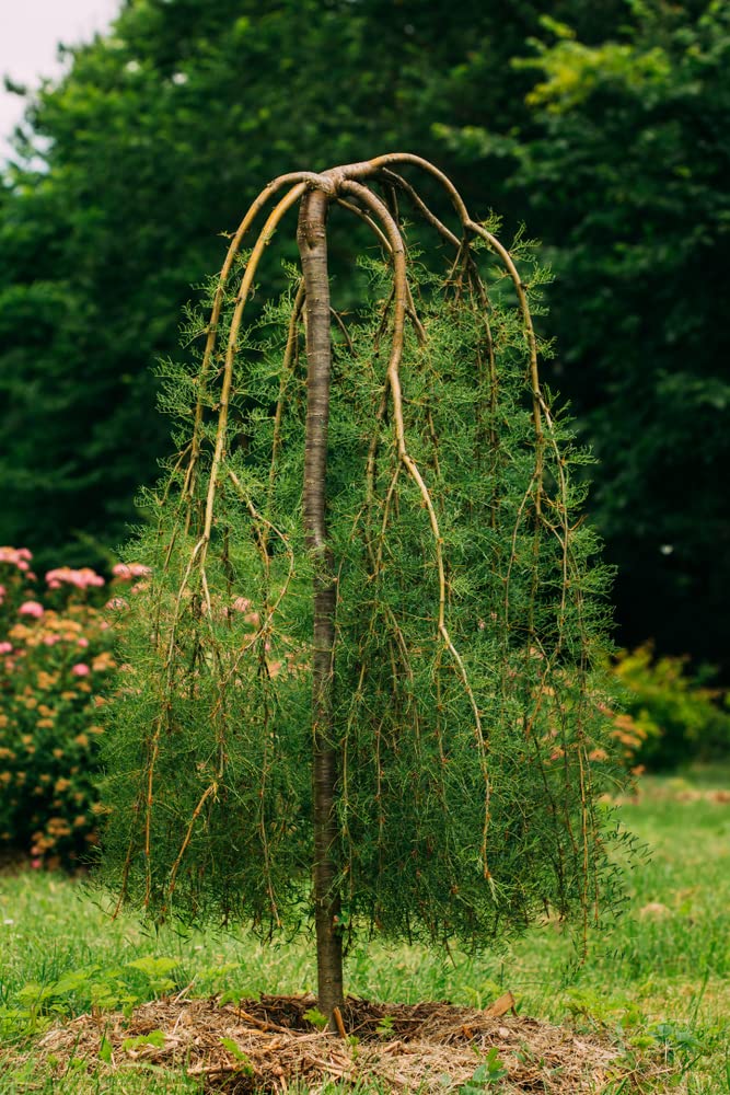 Korshinsk Peashrub Seeds for Planting (20 Seeds) - Hardy Shrub