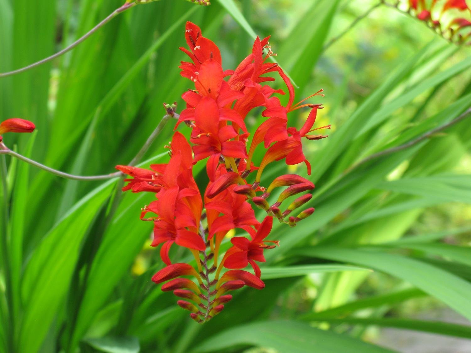 10 roots bulbs Crocosmia Lucifer plant flower Hummingbirds love! deer resistant