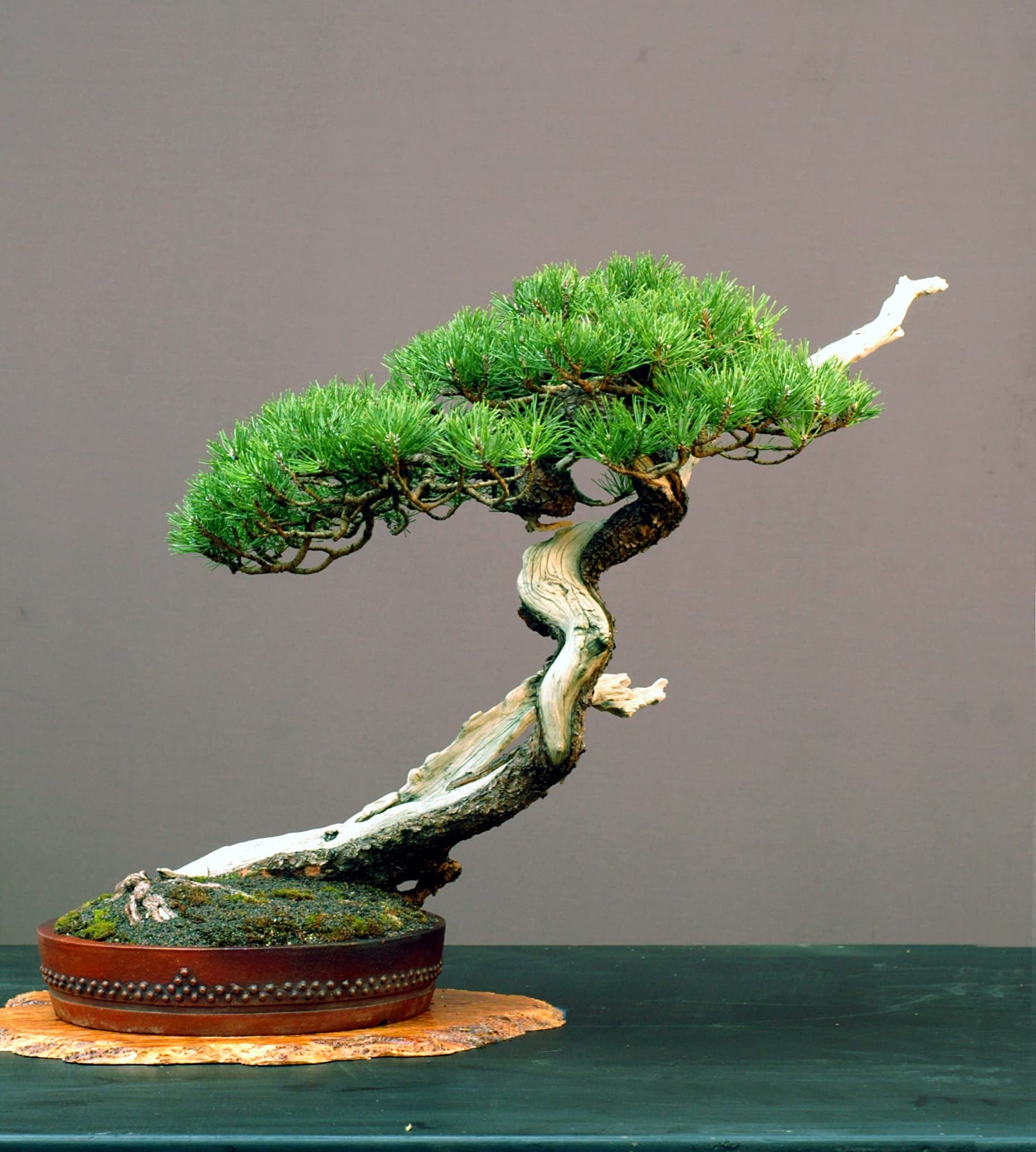 Bristlecone Pine Tree Seeds for Planting (30 Seeds) - Pinus aristata - Prized for Bonsai