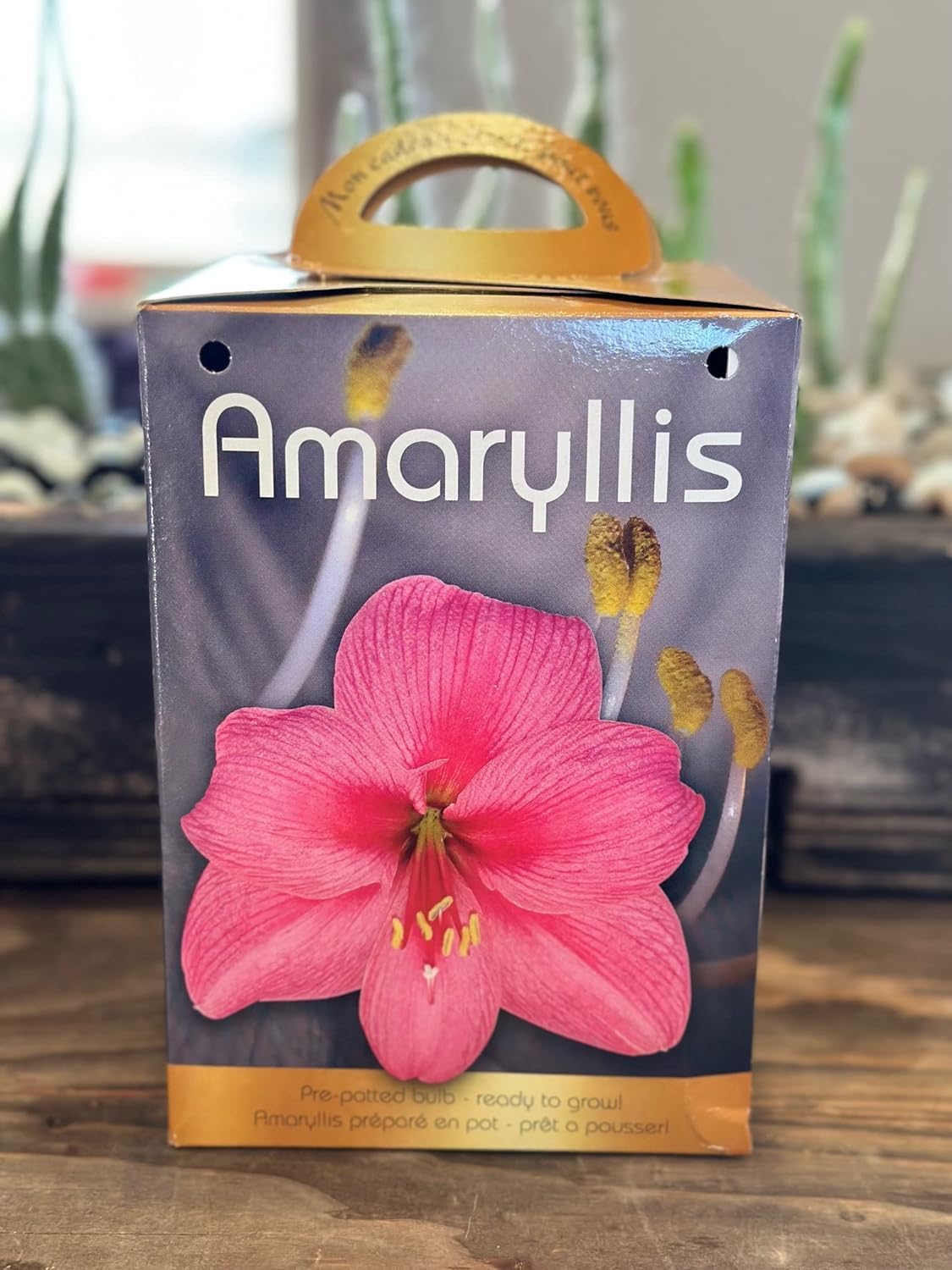 Amaryllis Grow Kit - Pre Potted Amaryllis Bulb in Gift Box - Live Plant