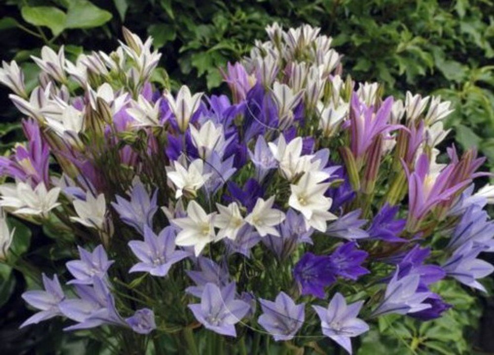 Starflower Mix - 15 Bulbs - 5/6 cm bulbs - Triteleia laxa