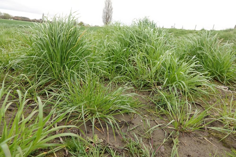 Tall Fescue Grass Seeds for Planting