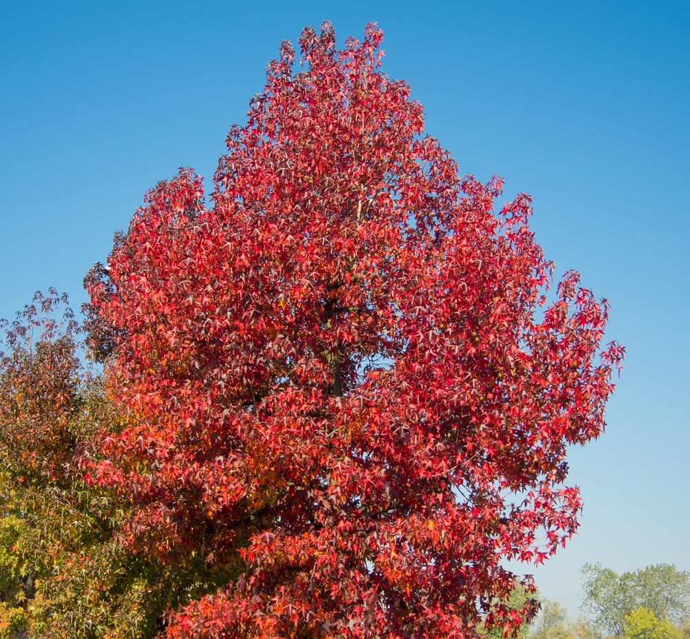 Sweet Gum Tree Seedlings for Planting - No Ship to California